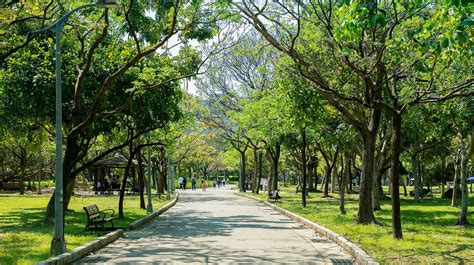 樹木淨化空氣|城市綠化可以怎麼做？多種樹就是氣候變遷的解決方案。